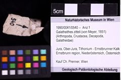 Foto (Objekt + Etiketten) von Galatheithes zitteli (von Meyer, 1851) (NHMW-GEO-1990-0041-0540)